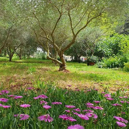 Olive Garden * Posedarje